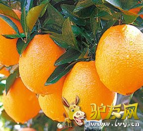 风情1.jpg